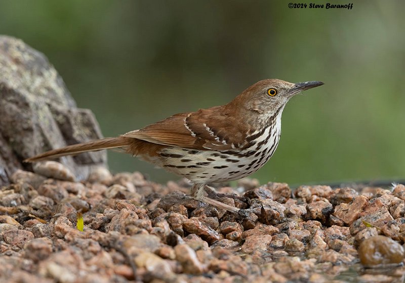 _B248517 brown thrasher.jpg